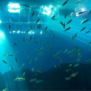 Meet your Posher, Avery